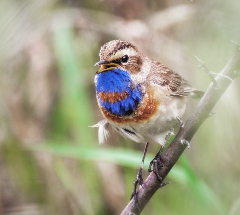 птица, варакушка, самец, Варакушка (4 фото) фото превью