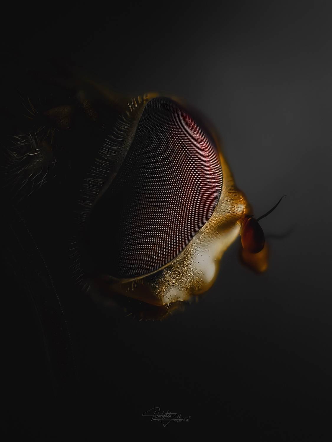 макро, макрофотография, насекомые, мухи, осень, Nadezhda Zakharova