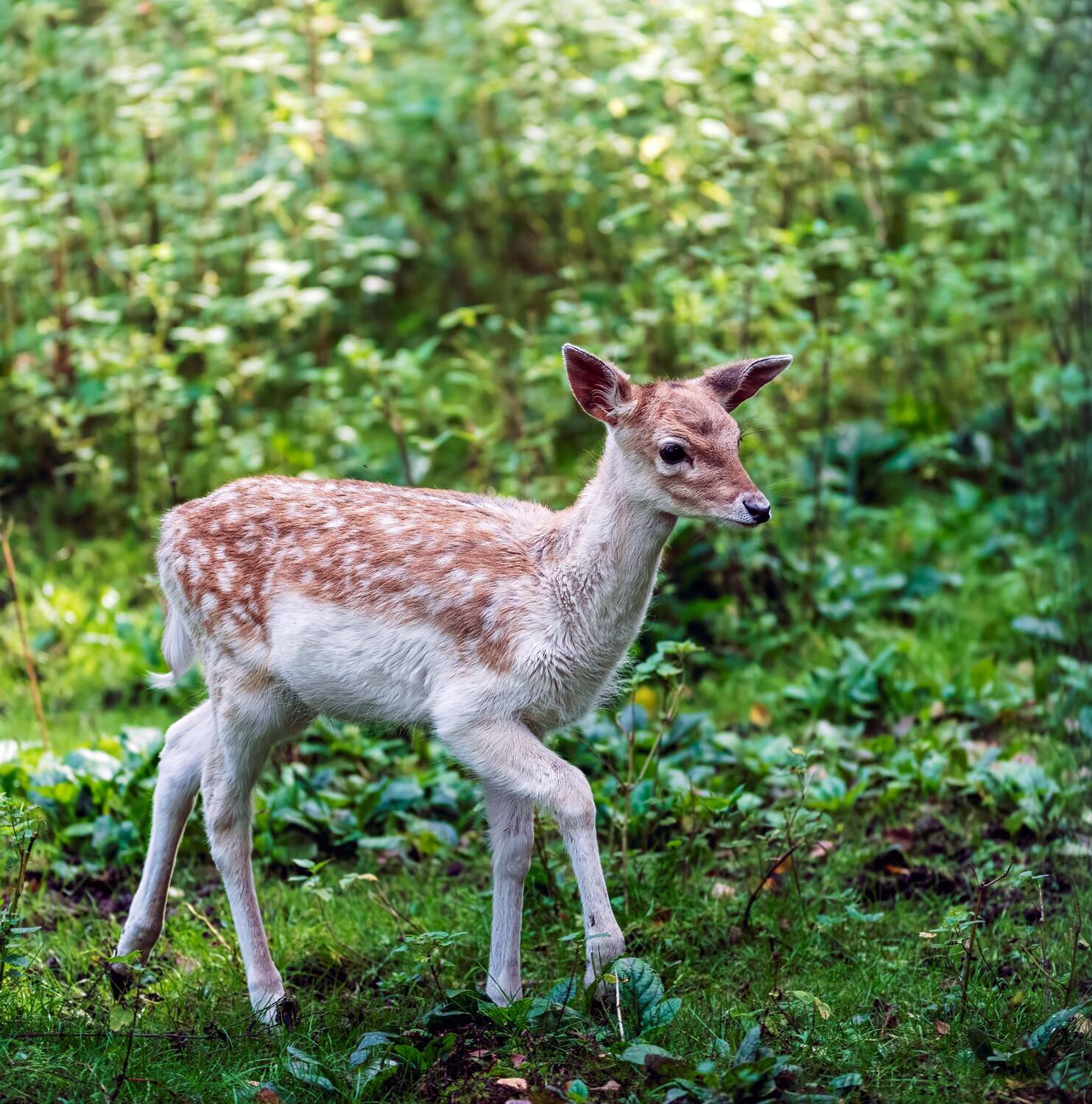 , Павел Ныриков