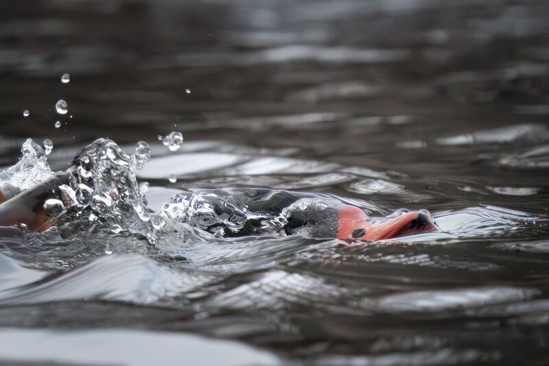 Утка, пеганка, птица под водой фото превью