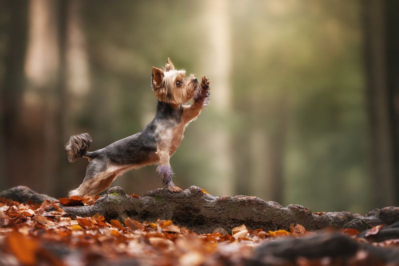 Hello, Autumn фото превью