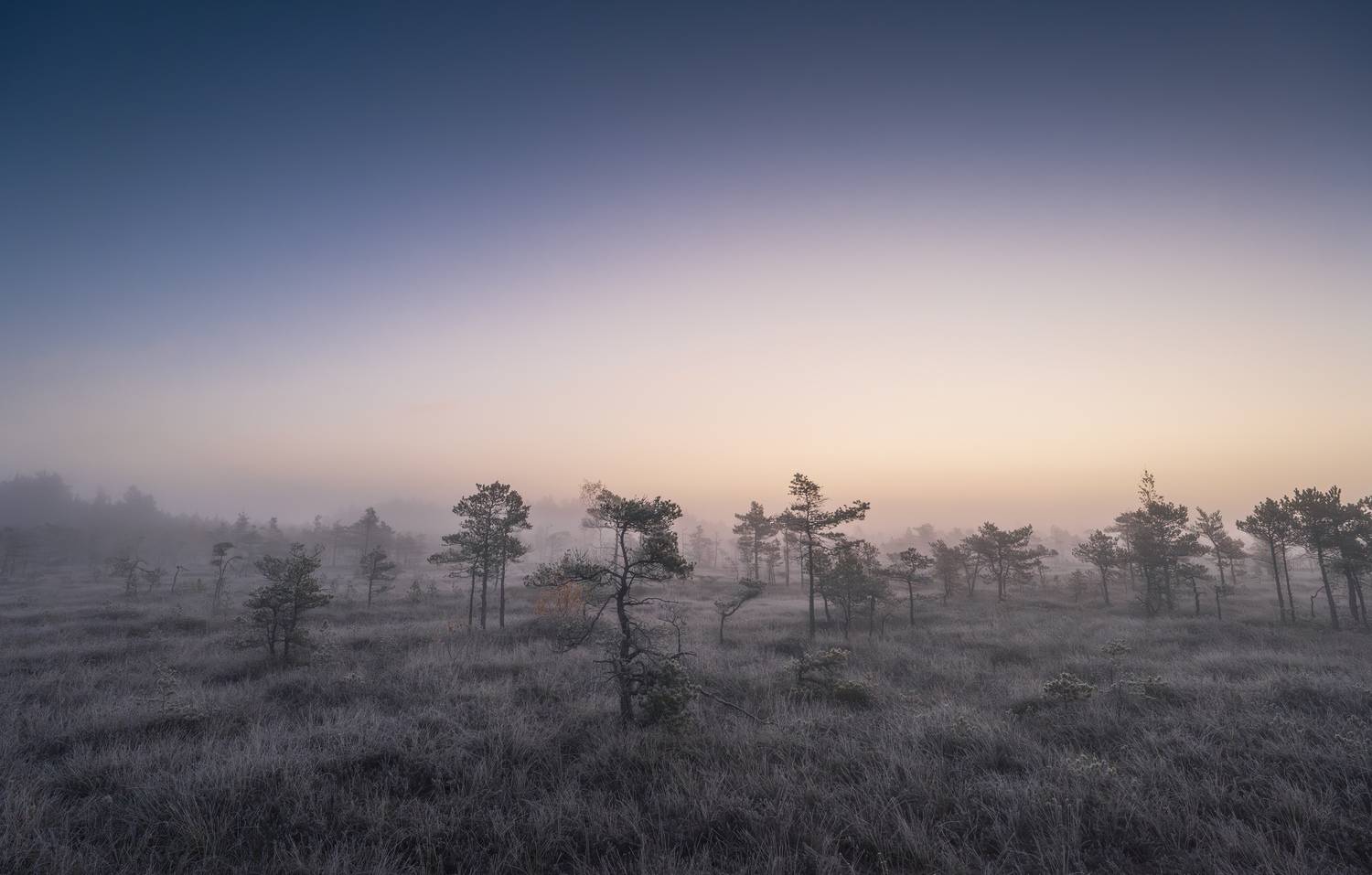 , Гордон Николай