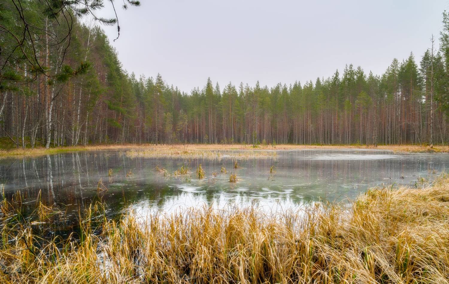 озеро болото лес туман, Igor Shishpanov