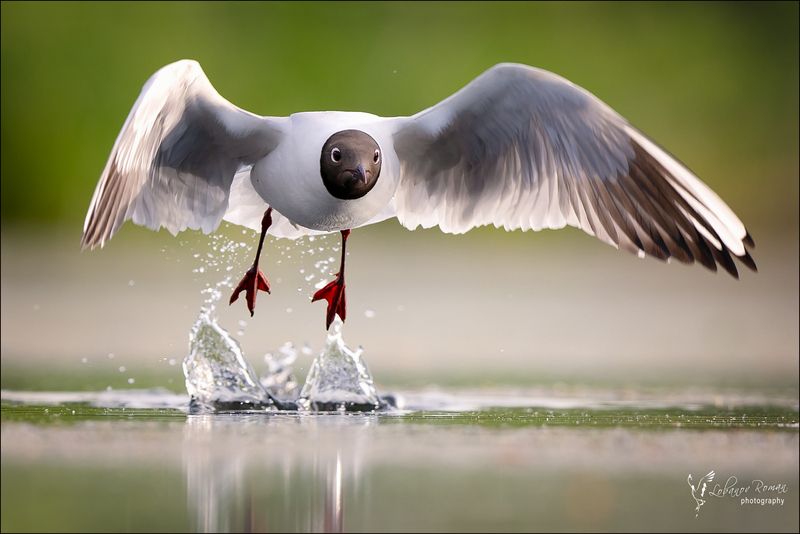 * * * фото превью