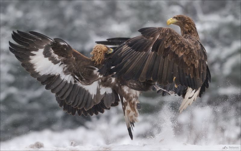 орлан-белохвост, беркут, заказник красный бор, фототур, фототуры 2026, фототур в красный бор FIGHT фото превью