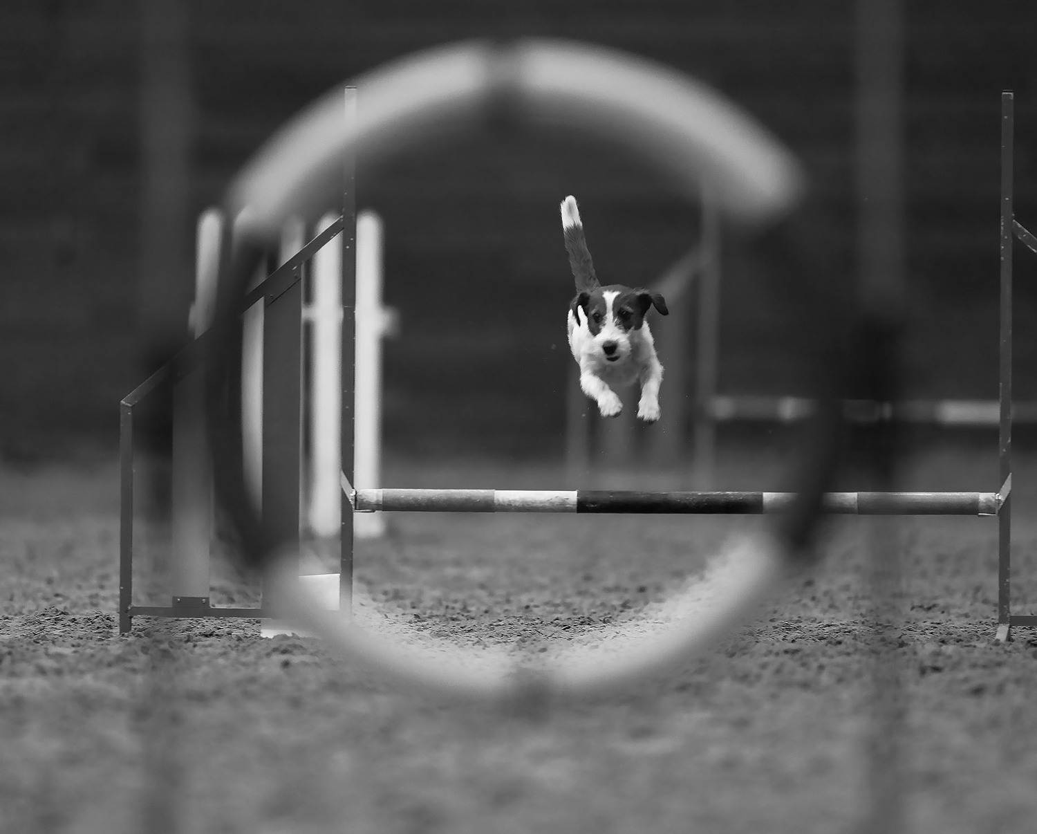 соревнования,аджилити,собака,прыжок, спорт, dog, competition, jump, sport, Стукалова Юлия