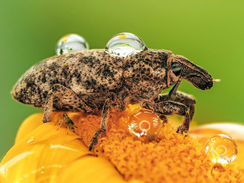 *** фото превью