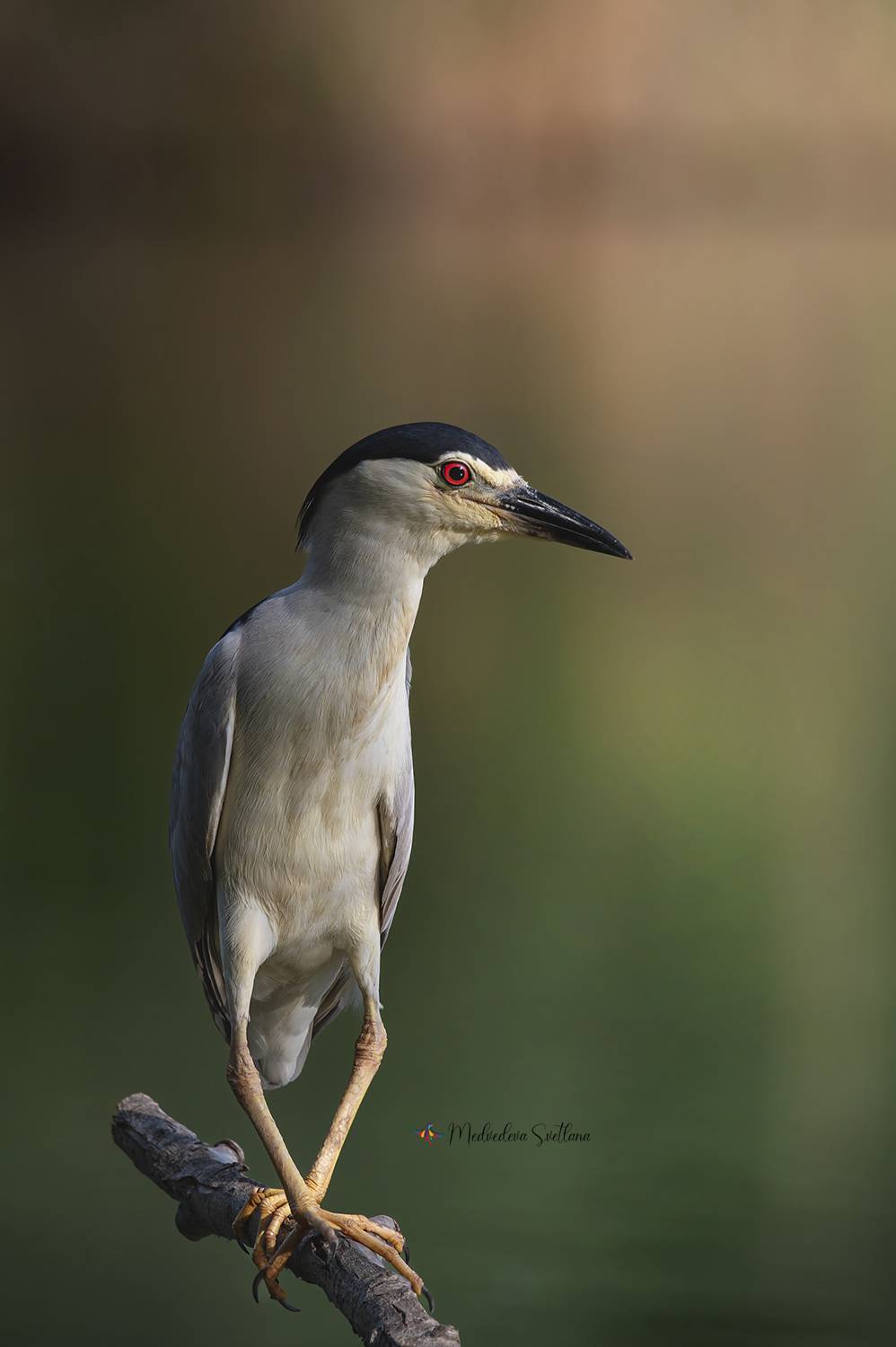 фотоохота, птица, кваква, цапля, лето, Медведева Светлана