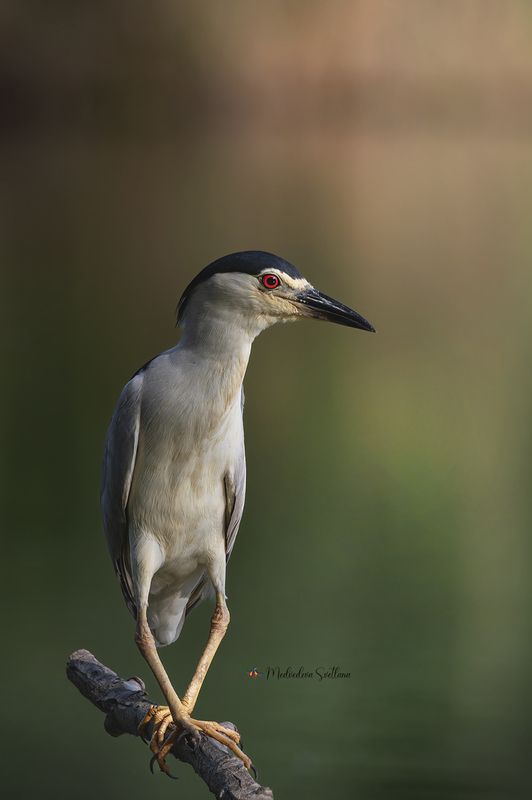 фотоохота, птица, кваква, цапля, лето Позиция № 1. фото превью