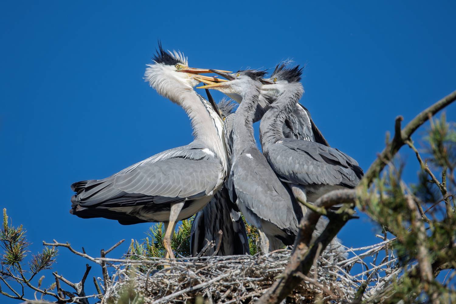 цапля, серая цапля, потомство, птенцы, на гнезде, мама, птицы, любовь, heron, love, mother, feelings, еда, природа, bird, эмоции, emotions, Дмитрий Федорако