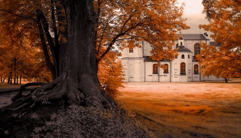 Корни фото превью