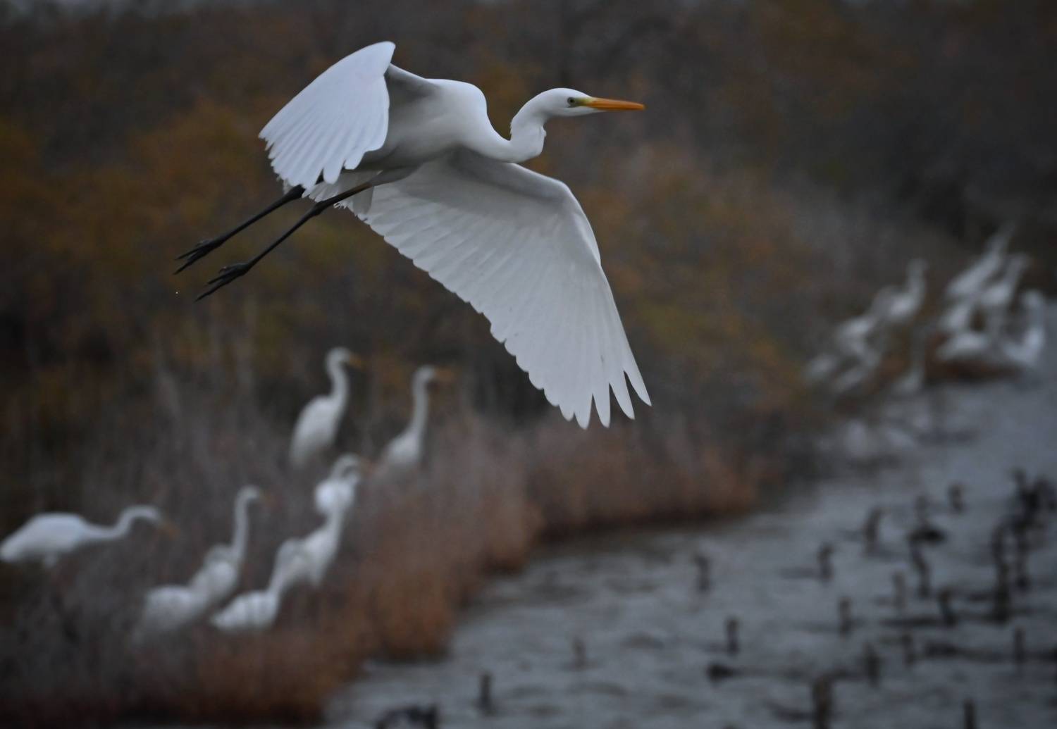 , Герчев Николай