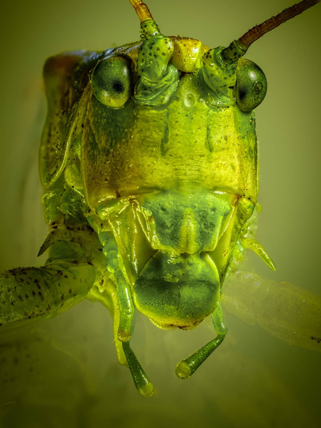 , Олег Савицкий