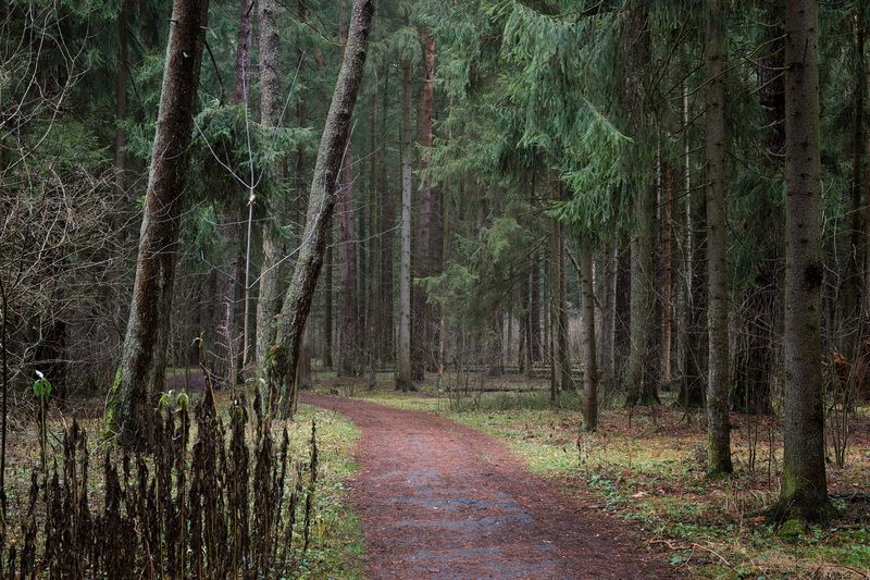 В лесу фото превью