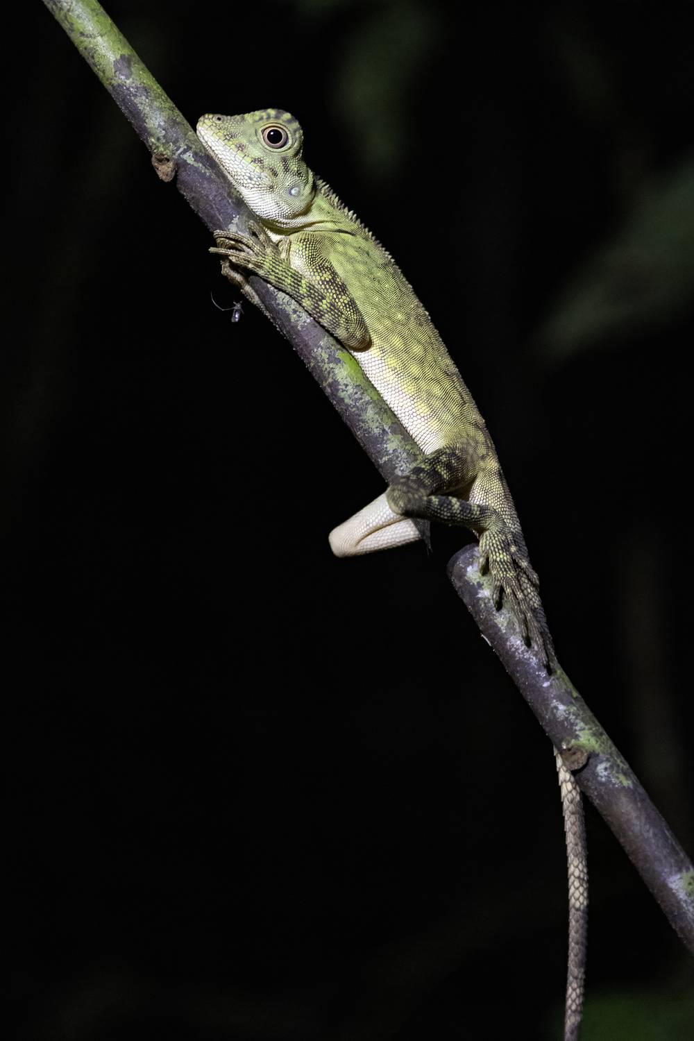 ящерица, рептилия, природа, Abdalova Tatiana