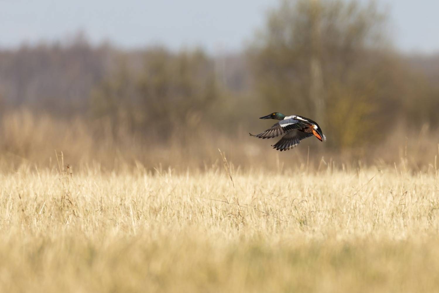 широконоска, утка, птицы, Ruslan Pl