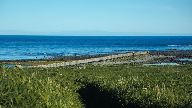 командоры, острова, никольское, камчатка, остров беринга, мыс юшина, северное лежбище Эстакада на мысе Юшина фото превью