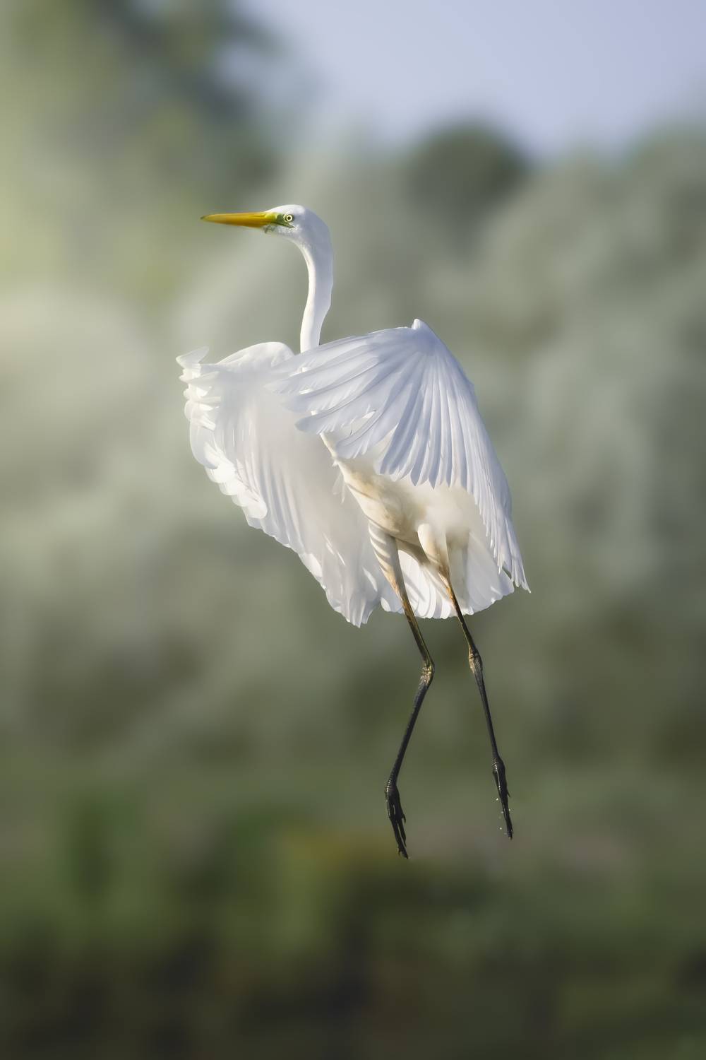 большая белая цапля, great egret, Ardea alba, heron, водоплавающая птица, wildlife, birdwatching, nature, bird photography, Полина Шальнева