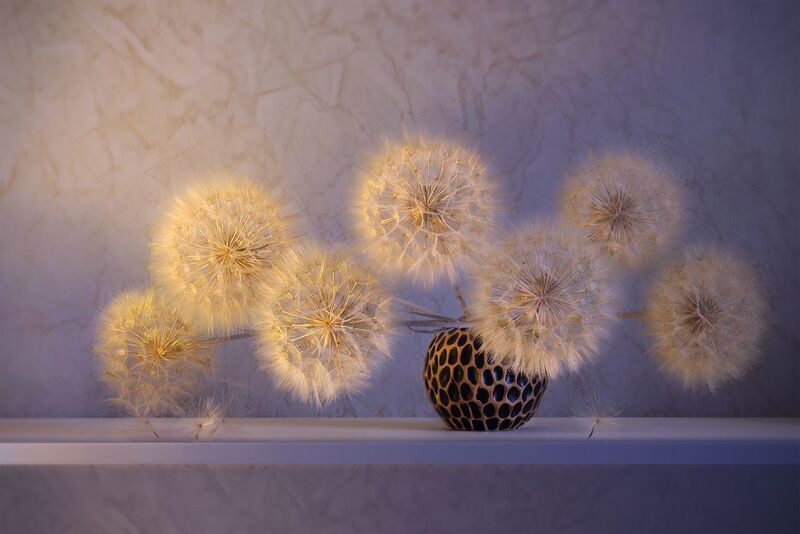 козлобородник Одуванчики фото превью