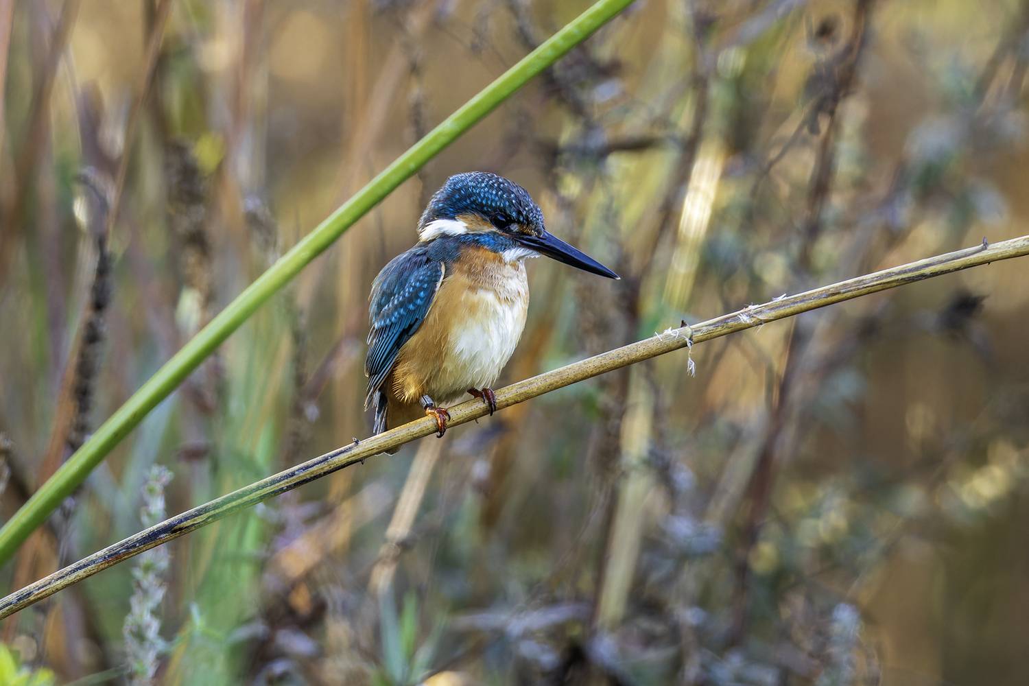 Зимородок обыкновенный., Alexander Amromin