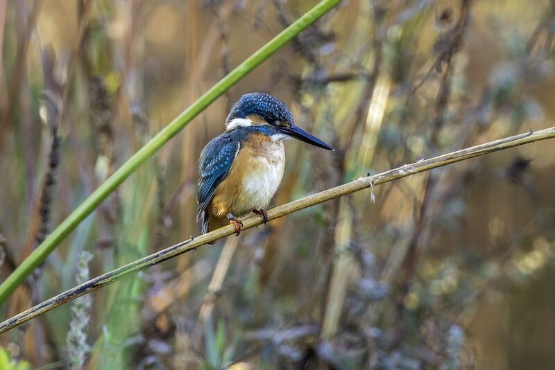 Зимородок обыкновенный. фото превью