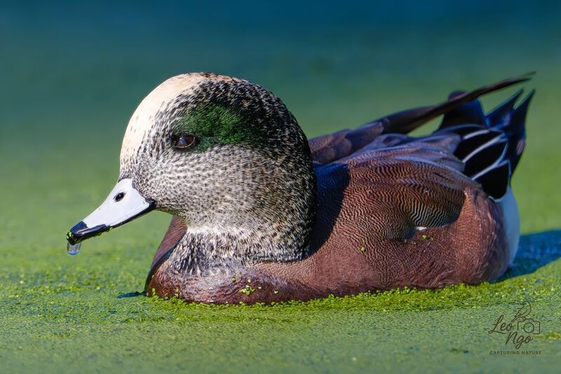 American Wigeon (Anas americana) фото превью