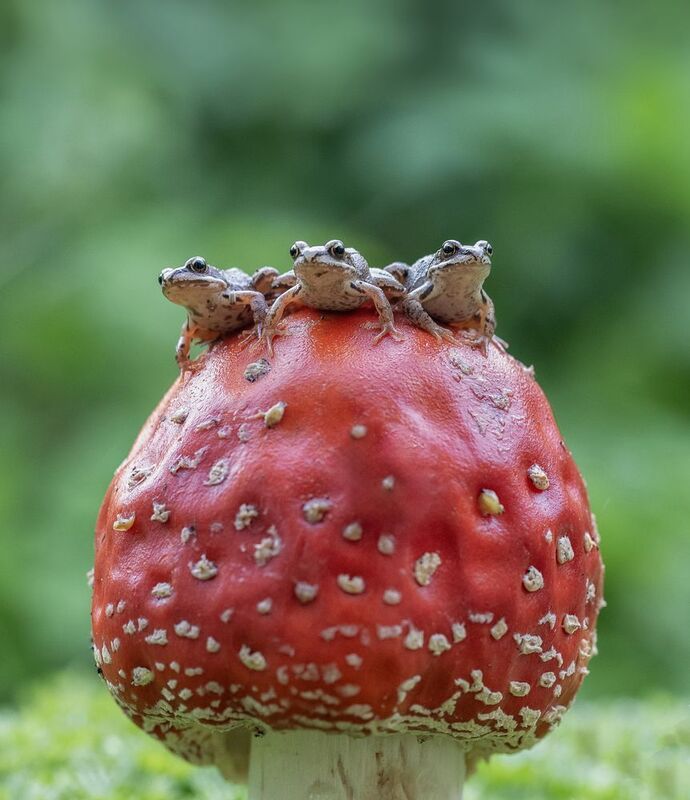 Трое из ларца, одинаковых с лица) фото превью