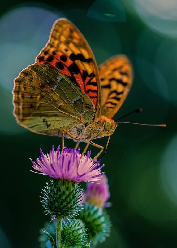 макро, бабочки, перламутровка, пандора  фото превью