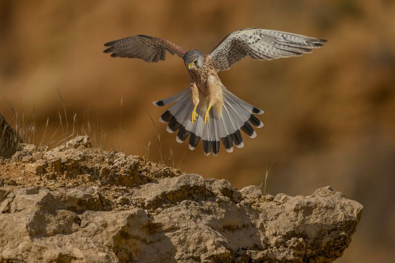 Common kestrel фото превью