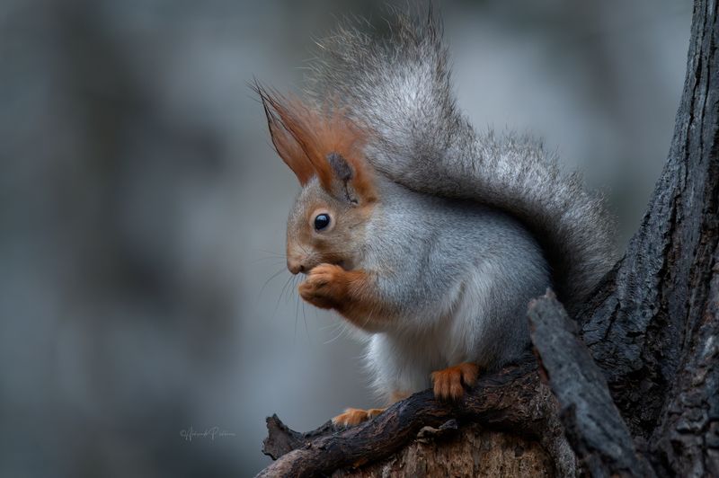 Кисточки ушей влажные от тумана фото превью