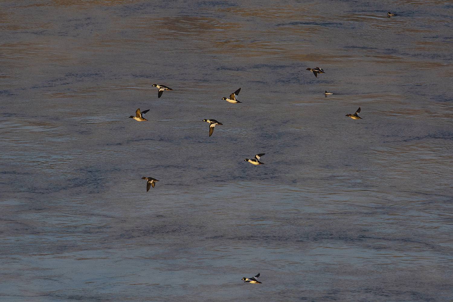 ангара гоголь bucephala clangula, Андрей Таничев