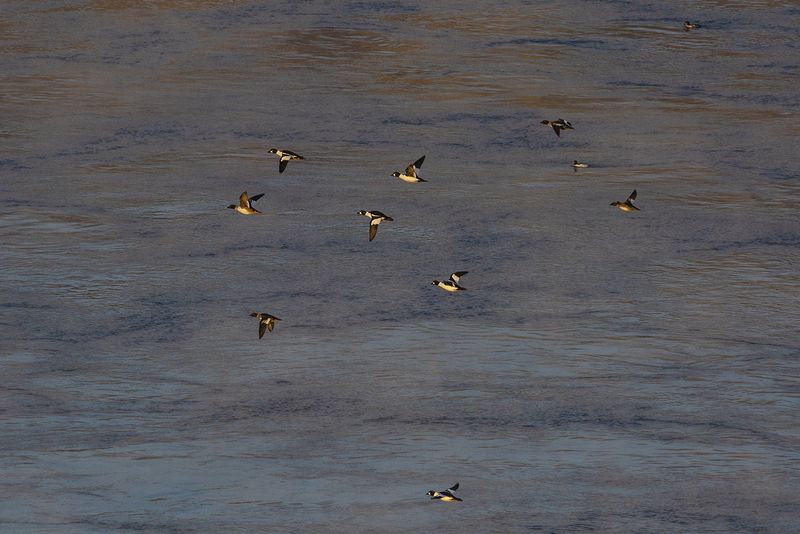 ангара гоголь bucephala clangula Каскад полутонов фото превью