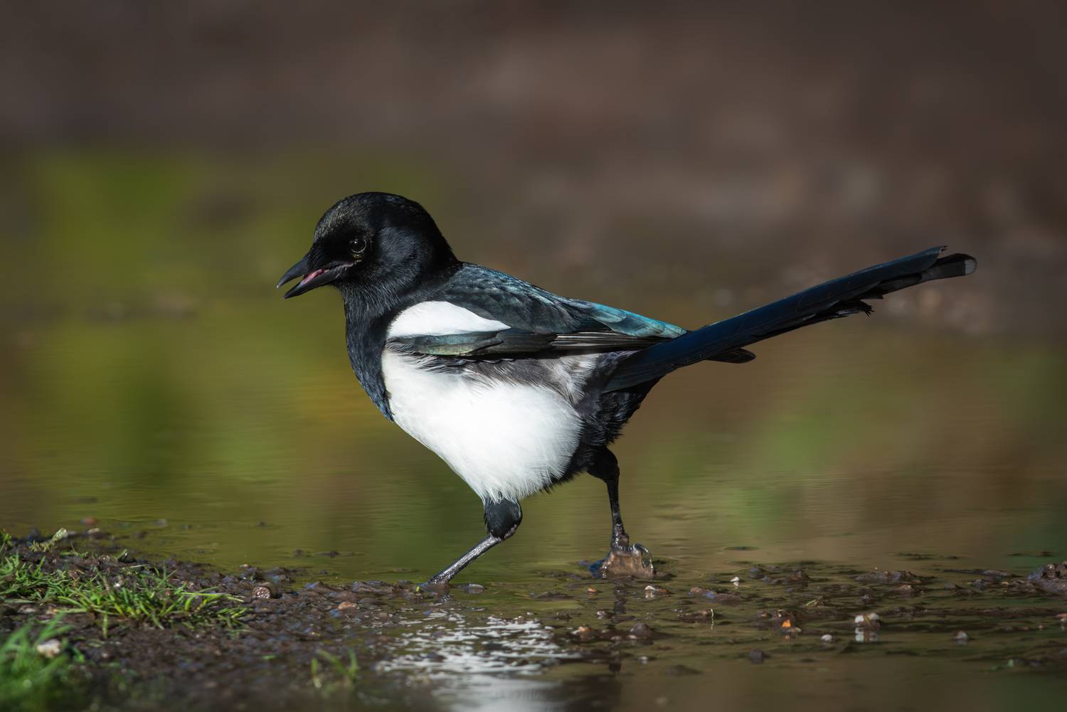 сорока, обыкновенная сорока, европейская сорока, pica pica, eurasian magpie, common magpie, Наталья Паклина