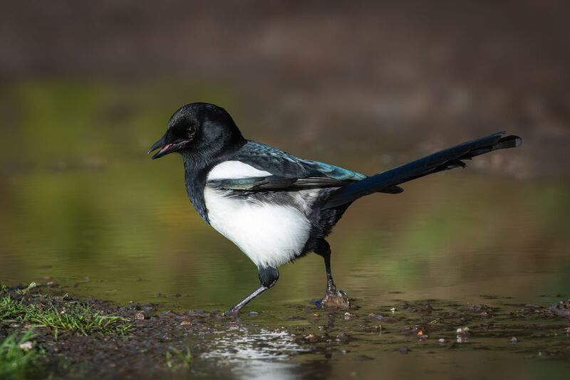 сорока, обыкновенная сорока, европейская сорока, pica pica, eurasian magpie, common magpie Сорока-белобока по воду ходила фото превью