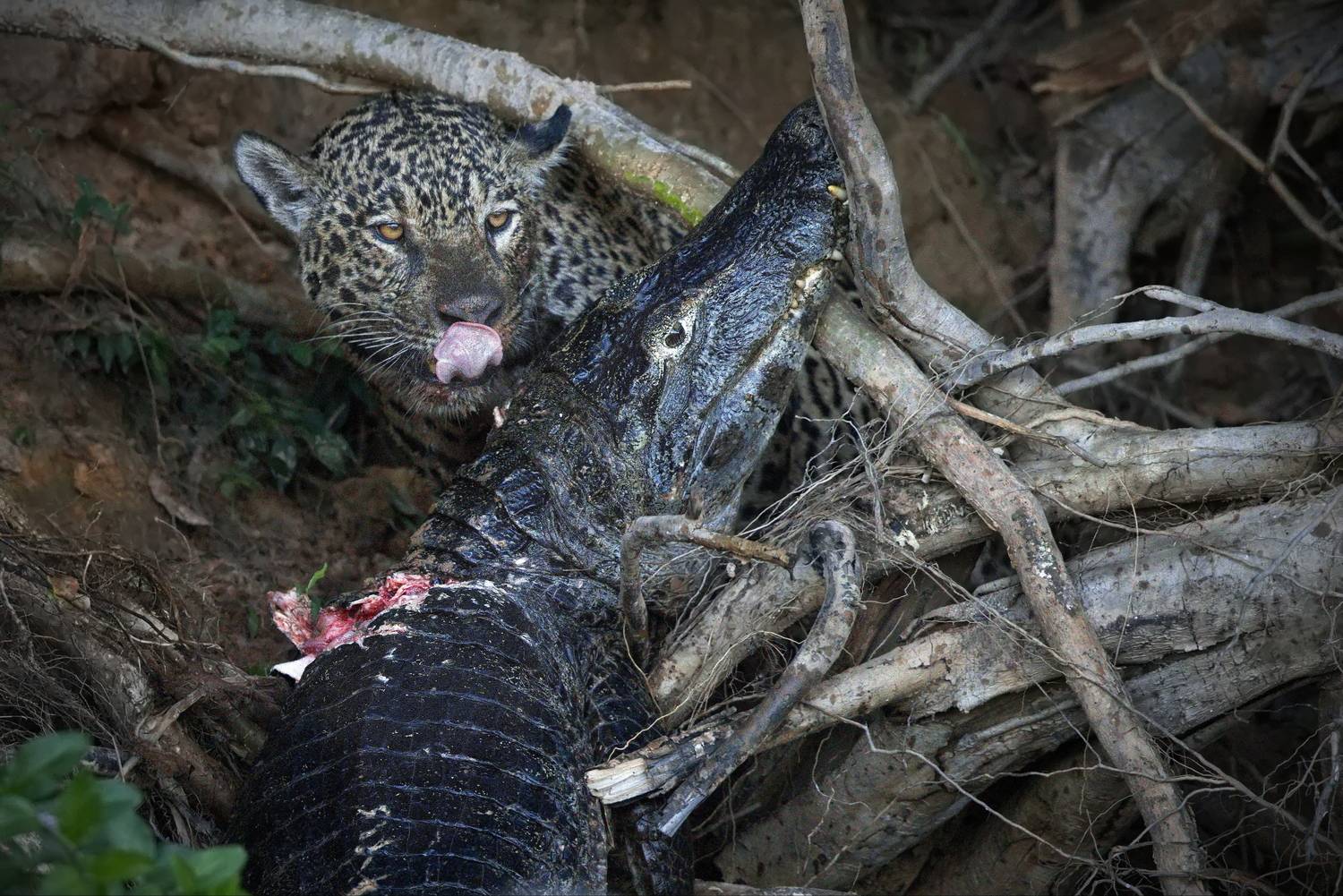 , Александр Перов