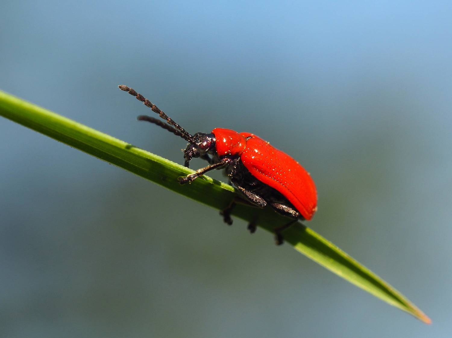 , Риганов Борис