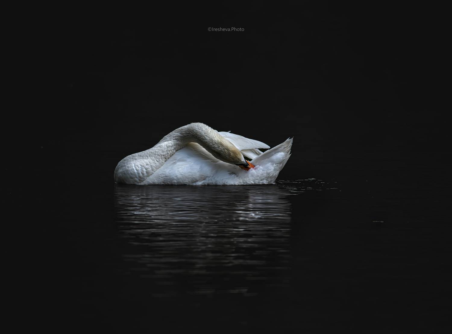 Лебедь - шипун, птица, Ирешева Мария