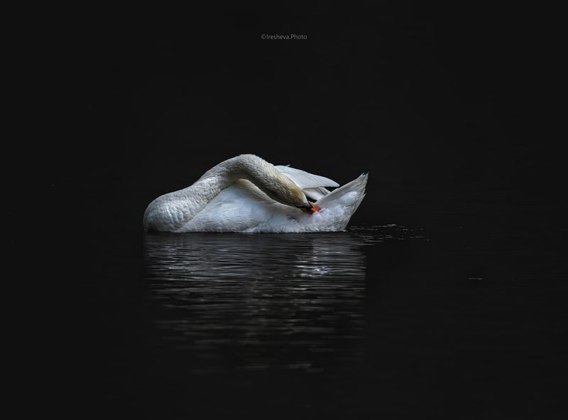 Лебедь - шипун, птица Лебёдушка фото превью