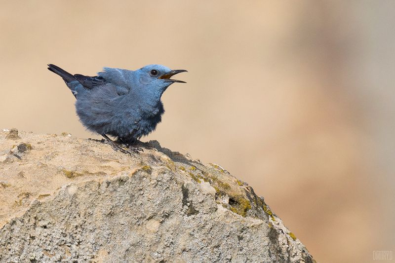 Синий каменный дрозд фото превью