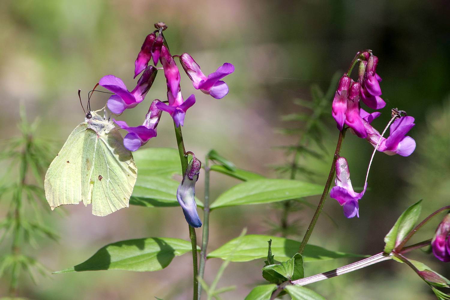 бабочка, крушинница, лимонница, лимонница обыкновенная, лимонница крушинная, gonepteryx rhamni, КарОл