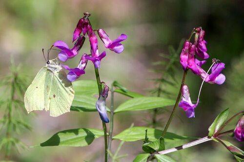 Лимонница обыкновенная (Gonepteryx rhamni)