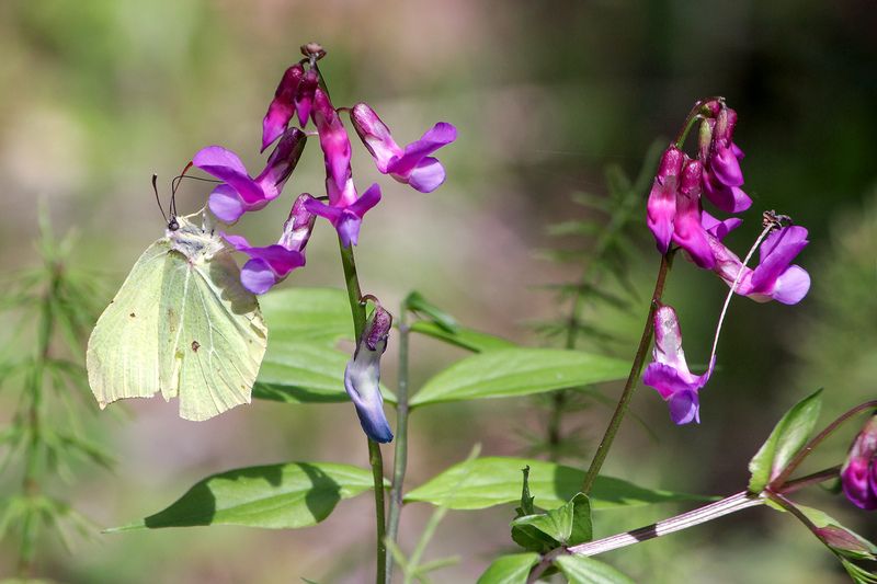 Лимонница обыкновенная (Gonepteryx rhamni) фото превью