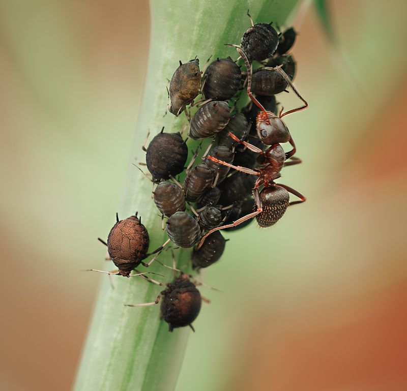 Моя прелесть! фото превью