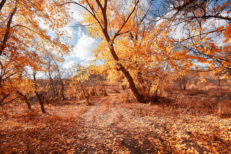 Цвета осени фото превью
