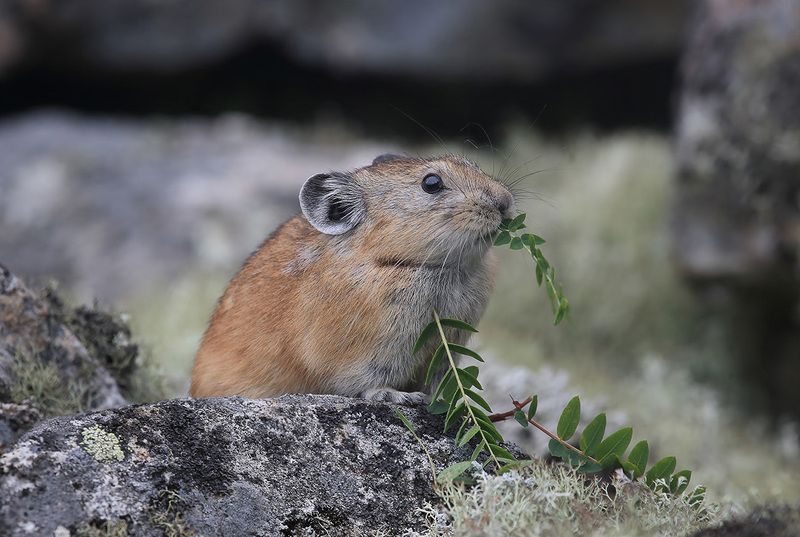 Он ел одну лишь травку фото превью