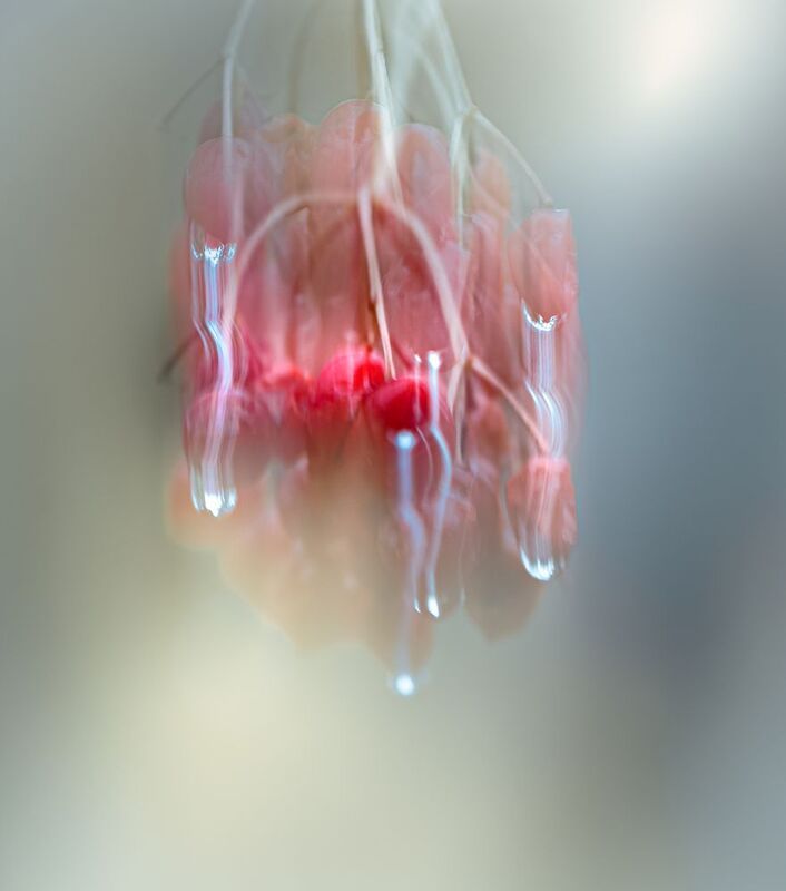 icm Бриллиантовый дым фото превью