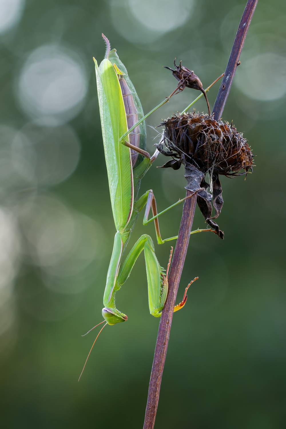 , Кузнецов Дмитрий