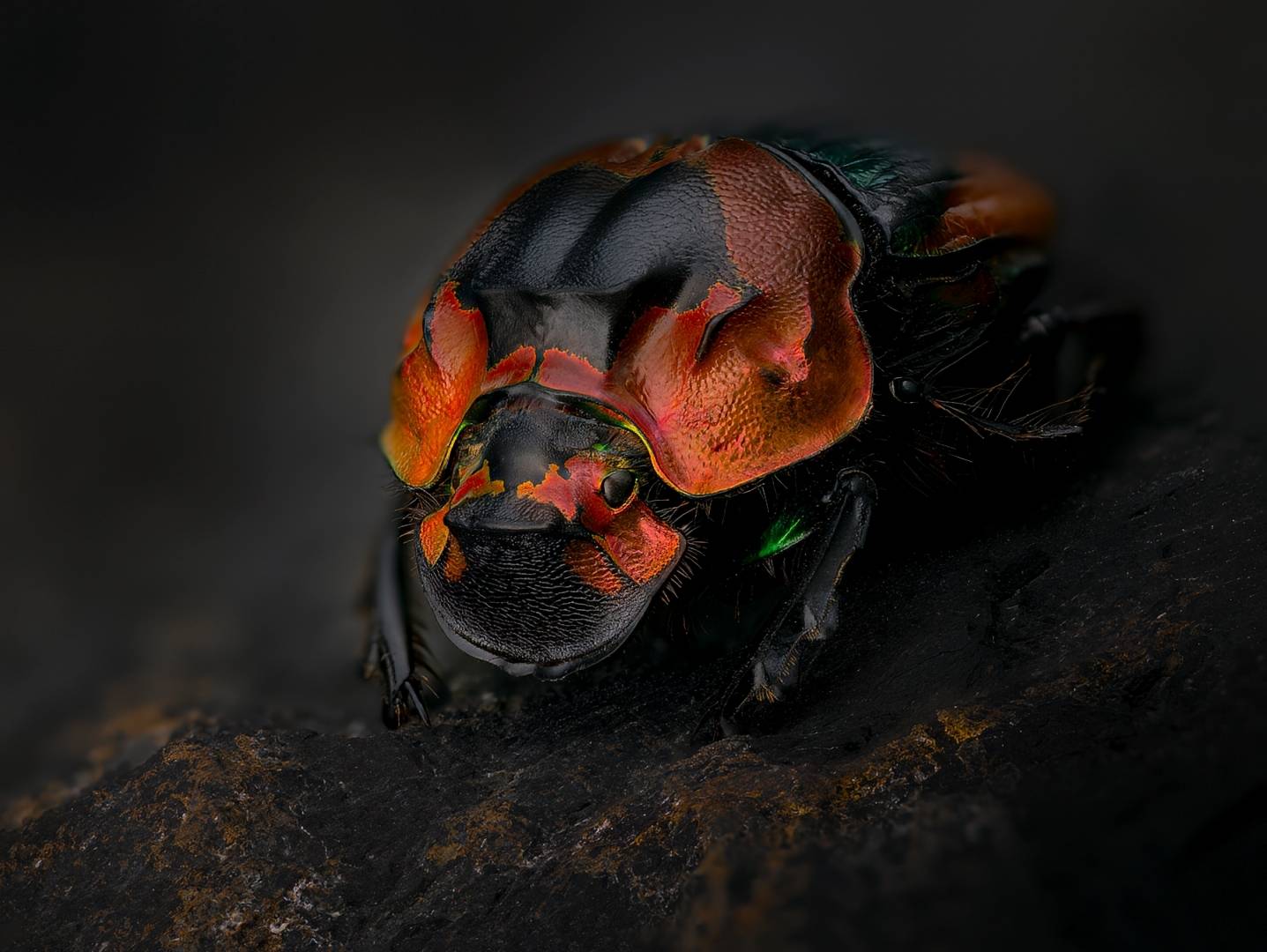 coleoptera, scarabaeidae, sulcophanaeus imperator alticollis, Kavaliauskas Eugenijus