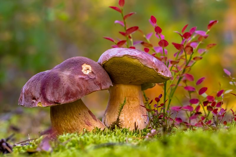 .... фото превью