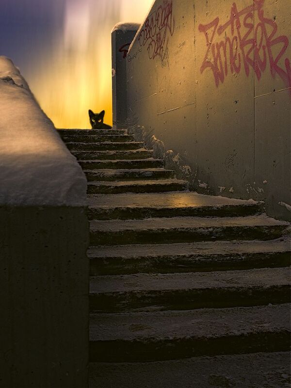 Спустилась ночь. Кот черный вышел. И я ушел фото превью